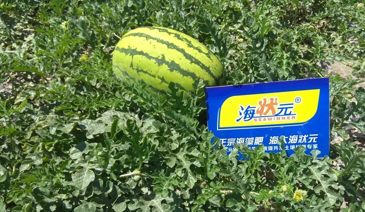 西瓜高品質種植“海狀元”營養方案